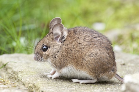 Preparaty na myszy i szczury: efektywne strategie rozwiązania kłopotów z gryzoniami.